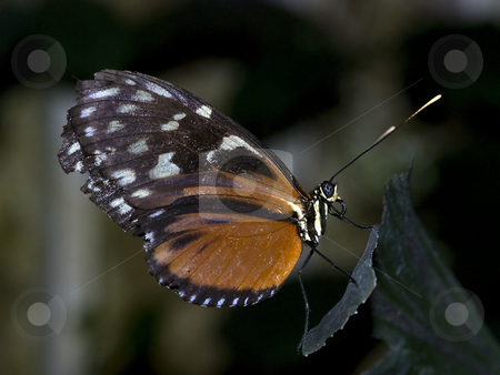 To use this stock image in your creative project, please select the size you need over to the right and click the "Add to Cart" button.
Your downloaded image will come with the Cutcaster watermark removed so don’t worry about the watermark you see on this page. Butterfly stock photo, Beautiful butterfly on a green leaf in the butterfly garden by Chris Willemsen