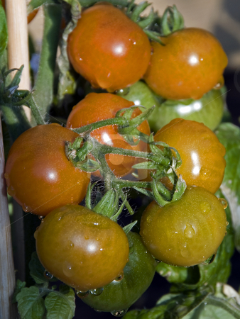 To use this stock image in your creative project, please select the size you need over to the right and click the "Add to Cart" button.
Your downloaded image will come with the Cutcaster watermark removed so don’t worry about the watermark you see on this page. Tomatoes stock photo, Natural wet cherry tomatoes growing outside by Chris Willemsen