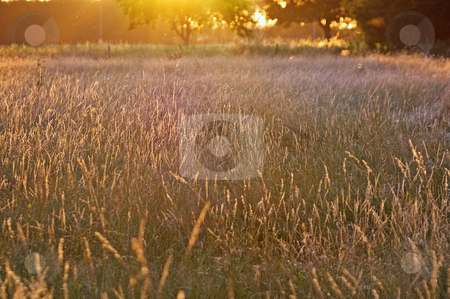 To use this stock image in your creative project, please select the size you need over to the right and click the "Add to Cart" button.
Your downloaded image will come with the Cutcaster watermark removed so don’t worry about the watermark you see on this page. Summer glow grassland stock photo, Summer glow grassland with bright light of the sunset by Karin Claus