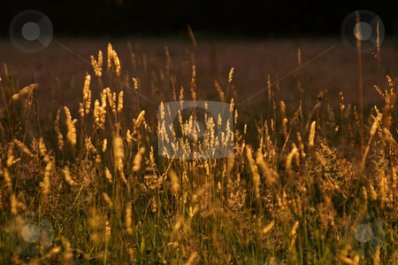 To use this stock image in your creative project, please select the size you need over to the right and click the "Add to Cart" button.
Your downloaded image will come with the Cutcaster watermark removed so don’t worry about the watermark you see on this page. Close up summer glow grassland stock photo, Close up summer glow grassland with bright light of the sunset by Karin Claus