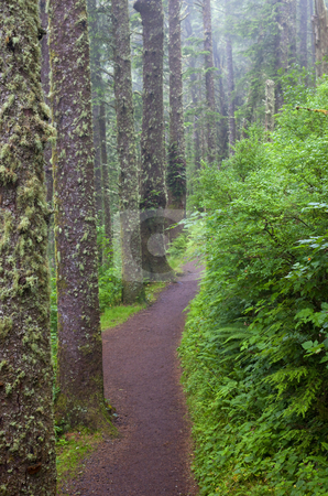 To use this stock image in your creative project, please select the size you need over to the right and click the "Add to Cart" button.
Your downloaded image will come with the Cutcaster watermark removed so don’t worry about the watermark you see on this page. Foggy Trail stock photo, A foggy path among the towering fir trees on the Cape Lookout Trail in Oregon by Mike Dawson