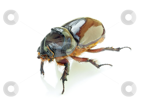 To use this stock image in your creative project, please select the size you need over to the right and click the "Add to Cart" button.
Your downloaded image will come with the Cutcaster watermark removed so don’t worry about the watermark you see on this page. Scarab beetle stock photo, Stag beetle with a shadow on a white background. by Sinisa Botas