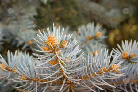 To use this stock image in your creative project, please select the size you need over to the right and click the "Add to Cart" button.
Your downloaded image will come with the Cutcaster watermark removed so don’t worry about the watermark you see on this page. Pine branch stock photo, Pine branch by Minka Ruskova-Stefanova