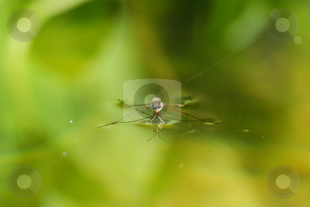 To use this stock image in your creative project, please select the size you need over to the right and click the "Add to Cart" button.
Your downloaded image will come with the Cutcaster watermark removed so don’t worry about the watermark you see on this page. Water strider stock photo, Little water spider standing on the water by Jolanta Dabrowska