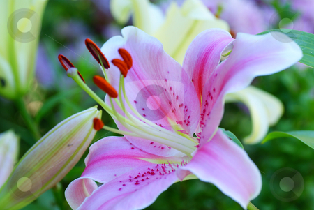 To use this stock image in your creative project, please select the size you need over to the right and click the "Add to Cart" button.
Your downloaded image will come with the Cutcaster watermark removed so don’t worry about the watermark you see on this page. Lily stock photo, Single full blown beautifull pink lily flower by Jolanta Dabrowska