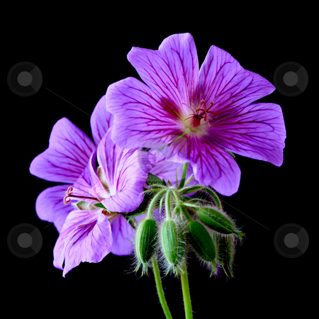 To use this stock image in your creative project, please select the size you need over to the right and click the "Add to Cart" button.
Your downloaded image will come with the Cutcaster watermark removed so don’t worry about the watermark you see on this page. Garden geranium (Ger. ? magnificum) stock photo, Garden geranium photographed in may 2009 near Frankfurt , Germany by Manuela Schueler