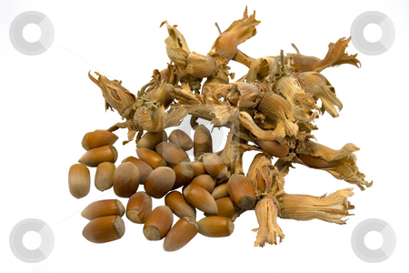 To use this stock image in your creative project, please select the size you need over to the right and click the "Add to Cart" button.
Your downloaded image will come with the Cutcaster watermark removed so don’t worry about the watermark you see on this page. Hazelnuts stock photo, Hazelnuts isolated on white background by Minka Ruskova-Stefanova