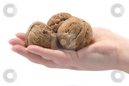 To use this stock image in your creative project, please select the size you need over to the right and click the "Add to Cart" button.
Your downloaded image will come with the Cutcaster watermark removed so don’t worry about the watermark you see on this page. Hand witn walnuts stock photo, Hand witn walnuts by Minka Ruskova-Stefanova