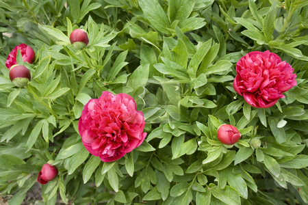 To use this stock image in your creative project, please select the size you need over to the right and click the "Add to Cart" button.
Your downloaded image will come with the Cutcaster watermark removed so don’t worry about the watermark you see on this page. Peony stock photo, Peony in the garden by Minka Ruskova-Stefanova