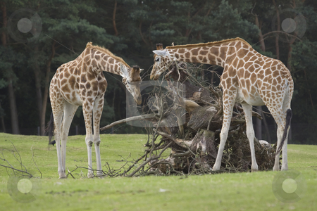 To use this stock image in your creative project, please select the size you need over to the right and click the "Add to Cart" button.
Your downloaded image will come with the Cutcaster watermark removed so don’t worry about the watermark you see on this page. Rothschild Giraffes stock photo, Two Rothschild giraffes are examining a dead tree trunk by Inge Schepers