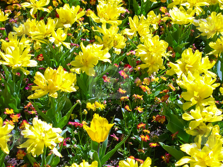 To use this stock image in your creative project, please select the size you need over to the right and click the "Add to Cart" button.
Your downloaded image will come with the Cutcaster watermark removed so don’t worry about the watermark you see on this page. Yellow flowers stock photo, Sunlit yellow flowers in California by Jaime Pharr