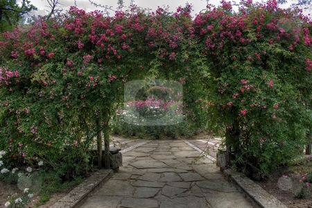 To use this stock image in your creative project, please select the size you need over to the right and click the "Add to Cart" button.
Your downloaded image will come with the Cutcaster watermark removed so don’t worry about the watermark you see on this page. Arc of roses stock photo, Arc of roses by Minka Ruskova-Stefanova