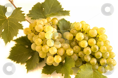 To use this stock image in your creative project, please select the size you need over to the right and click the "Add to Cart" button.
Your downloaded image will come with the Cutcaster watermark removed so don’t worry about the watermark you see on this page. Grape stock photo, Grape on white background by Minka Ruskova-Stefanova