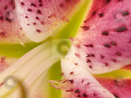 To use this stock image in your creative project, please select the size you need over to the right and click the "Add to Cart" button.
Your downloaded image will come with the Cutcaster watermark removed so don’t worry about the watermark you see on this page. Close up of Star Gazer Lilly Tongue stock photo, Close up of Star Gazer Lilly Tongue by John Teeter