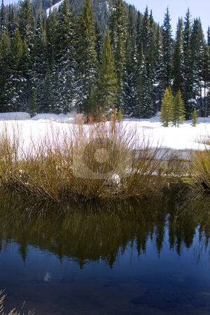 To use this stock image in your creative project, please select the size you need over to the right and click the "Add to Cart" button.
Your downloaded image will come with the Cutcaster watermark removed so don’t worry about the watermark you see on this page. Trees on a Hill in Winter stock photo, Trees on a Hill with the River in the Frontwith Reflections by Mehmet Dilsiz
