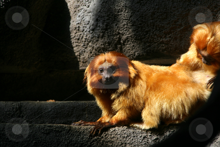 To use this stock image in your creative project, please select the size you need over to the right and click the "Add to Cart" button.
Your downloaded image will come with the Cutcaster watermark removed so don’t worry about the watermark you see on this page. Grooming stock photo, One Monkey Grooming Another by Mehmet Dilsiz