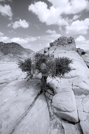 To use this stock image in your creative project, please select the size you need over to the right and click the "Add to Cart" button.
Your downloaded image will come with the Cutcaster watermark removed so don’t worry about the watermark you see on this page. Close up on the Rocks with a Small Tree - Black and White stock photo, Snow Canyon in St. George, Utah - Close up on the Rocks by Mehmet Dilsiz