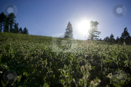To use this stock image in your creative project, please select the size you need over to the right and click the "Add to Cart" button.
Your downloaded image will come with the Cutcaster watermark removed so don’t worry about the watermark you see on this page. Forest Field stock photo, A green field in the high Sierras in the summertime. by Kristine Keller
