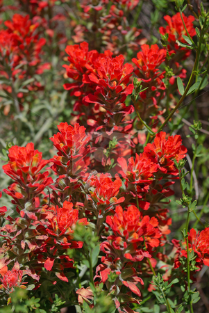 To use this stock image in your creative project, please select the size you need over to the right and click the "Add to Cart" button.
Your downloaded image will come with the Cutcaster watermark removed so don’t worry about the watermark you see on this page. Red Wildflowers stock photo, by Kristine Keller