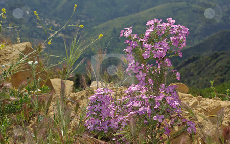 To use this stock image in your creative project, please select the size you need over to the right and click the "Add to Cart" button.
Your downloaded image will come with the Cutcaster watermark removed so don’t worry about the watermark you see on this page. Purple Wildflowers stock photo, by Kristine Keller