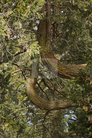 To use this stock image in your creative project, please select the size you need over to the right and click the "Add to Cart" button.
Your downloaded image will come with the Cutcaster watermark removed so don’t worry about the watermark you see on this page. Curved Branches stock photo, Two extremely curved branches on pine trees. by Kristine Keller