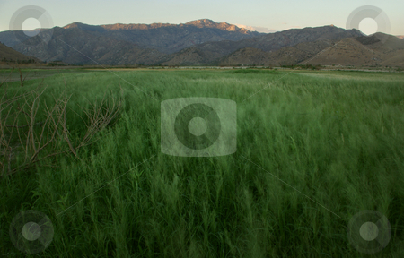 To use this stock image in your creative project, please select the size you need over to the right and click the "Add to Cart" button.
Your downloaded image will come with the Cutcaster watermark removed so don’t worry about the watermark you see on this page. Grassy Field 1 stock photo, by Kristine Keller