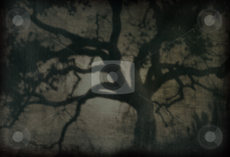 To use this stock image in your creative project, please select the size you need over to the right and click the "Add to Cart" button.
Your downloaded image will come with the Cutcaster watermark removed so don’t worry about the watermark you see on this page. Creepy Oak 2 stock photo, An old-fashioned photo of an oak tree. by Kristine Keller