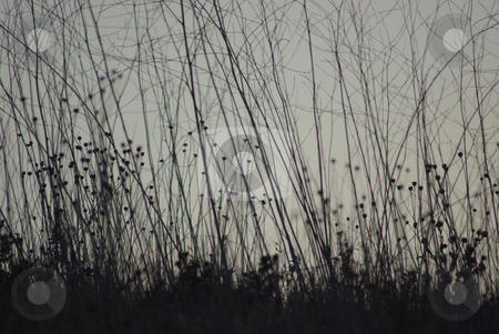 To use this stock image in your creative project, please select the size you need over to the right and click the "Add to Cart" button.
Your downloaded image will come with the Cutcaster watermark removed so don’t worry about the watermark you see on this page. Grass at Dusk stock photo, by Kristine Keller