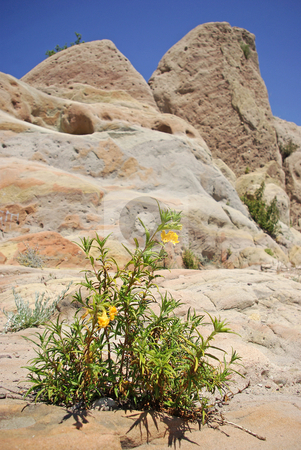 To use this stock image in your creative project, please select the size you need over to the right and click the "Add to Cart" button.
Your downloaded image will come with the Cutcaster watermark removed so don’t worry about the watermark you see on this page. Yellow Wildflowers Growing Out of Rocks stock photo, by Kristine Keller