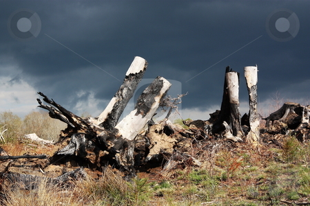 To use this stock image in your creative project, please select the size you need over to the right and click the "Add to Cart" button.
Your downloaded image will come with the Cutcaster watermark removed so don’t worry about the watermark you see on this page. Fire - A Stark Warning stock photo, Burnt tree stumps are highlighted against black thunder clouds - a stark reminder of the hazards of a routine crop clearing fire that raged out of control by Gozzoli