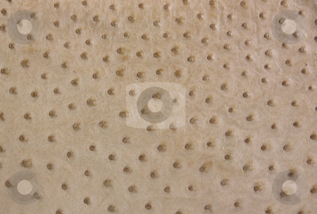 To use this stock image in your creative project, please select the size you need over to the right and click the "Add to Cart" button.
Your downloaded image will come with the Cutcaster watermark removed so don’t worry about the watermark you see on this page. Ostrich Leather Background stock photo, A full quill section of ostrich leather as a background. by Gozzoli