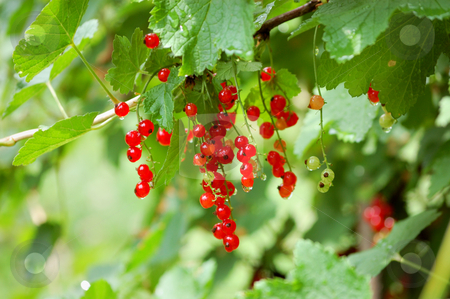 To use this stock image in your creative project, please select the size you need over to the right and click the "Add to Cart" button.
Your downloaded image will come with the Cutcaster watermark removed so don’t worry about the watermark you see on this page. Red ribes stock photo, Red ribes in natural environment after rain by ALESSANDRO TERMIGNONE