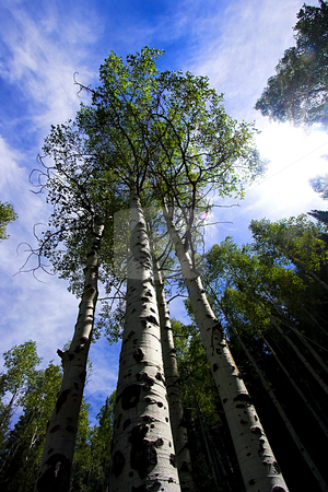 To use this stock image in your creative project, please select the size you need over to the right and click the "Add to Cart" button.
Your downloaded image will come with the Cutcaster watermark removed so don’t worry about the watermark you see on this page. Looking up in the Skies with Trees stock photo, Sky with Trees surrounding by Mehmet Dilsiz