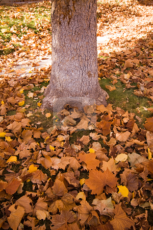 To use this stock image in your creative project, please select the size you need over to the right and click the "Add to Cart" button.
Your downloaded image will come with the Cutcaster watermark removed so don’t worry about the watermark you see on this page. Leaves by the Tree stock photo, Yellow Leaves by the Tree in Autumn by Mehmet Dilsiz