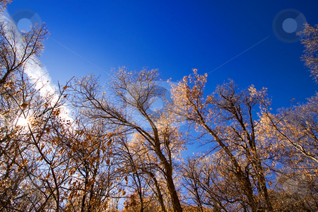 To use this stock image in your creative project, please select the size you need over to the right and click the "Add to Cart" button.
Your downloaded image will come with the Cutcaster watermark removed so don’t worry about the watermark you see on this page. Trees Under the Blue Skies stock photo, Blue Skies with Sun Reflecting on the Trees by Mehmet Dilsiz