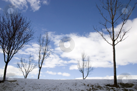 To use this stock image in your creative project, please select the size you need over to the right and click the "Add to Cart" button.
Your downloaded image will come with the Cutcaster watermark removed so don’t worry about the watermark you see on this page. Winter Scene with Trees stock photo, Close up on a Trees in a Winter Scenery by Mehmet Dilsiz