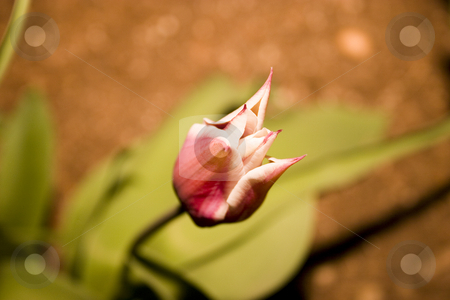 To use this stock image in your creative project, please select the size you need over to the right and click the "Add to Cart" button.
Your downloaded image will come with the Cutcaster watermark removed so don’t worry about the watermark you see on this page. Tulip in the Garden stock photo, Close up on a Tulip in the Garden by Mehmet Dilsiz