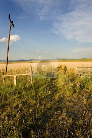 To use this stock image in your creative project, please select the size you need over to the right and click the "Add to Cart" button.
Your downloaded image will come with the Cutcaster watermark removed so don’t worry about the watermark you see on this page. Field in Helena stock photo, Field with Electric Poles in Helena Montana by Mehmet Dilsiz