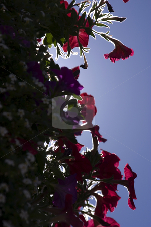 To use this stock image in your creative project, please select the size you need over to the right and click the "Add to Cart" button.
Your downloaded image will come with the Cutcaster watermark removed so don’t worry about the watermark you see on this page. Framed Flowers in Sihoutte stock photo, Flowers in Sihoutte Framing the Corner of the Picture by Mehmet Dilsiz