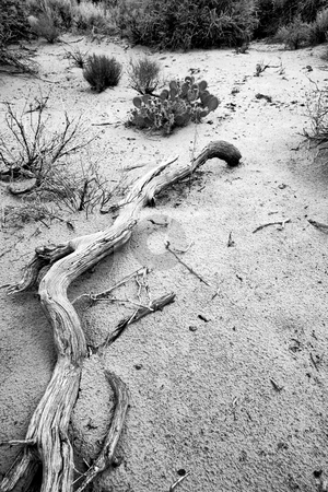 To use this stock image in your creative project, please select the size you need over to the right and click the "Add to Cart" button.
Your downloaded image will come with the Cutcaster watermark removed so don’t worry about the watermark you see on this page. Path to Sand Dunes in Snow Canyon - Utah stock photo, Snow Canyon in St. George, Utah - Black and White by Mehmet Dilsiz