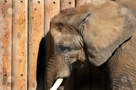 To use this stock image in your creative project, please select the size you need over to the right and click the "Add to Cart" button.
Your downloaded image will come with the Cutcaster watermark removed so don’t worry about the watermark you see on this page. Close up on an Elephant stock photo, Close up on an elephant by the wooden fence by Mehmet Dilsiz
