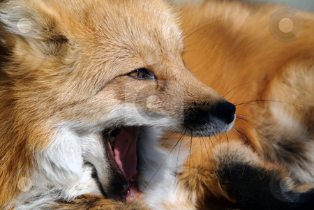 To use this stock image in your creative project, please select the size you need over to the right and click the "Add to Cart" button.
Your downloaded image will come with the Cutcaster watermark removed so don’t worry about the watermark you see on this page. Red Fox Portrait stock photo, Close-up portrait of a beautiful wild Red Fox by Alain Turgeon