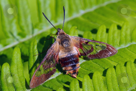 To use this stock image in your creative project, please select the size you need over to the right and click the "Add to Cart" button.
Your downloaded image will come with the Cutcaster watermark removed so don’t worry about the watermark you see on this page. Moth on a fern stock photo, Closeup picture of a moth of a green fern by Alain Turgeon