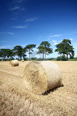 To use this stock image in your creative project, please select the size you need over to the right and click the "Add to Cart" button.
Your downloaded image will come with the Cutcaster watermark removed so don’t worry about the watermark you see on this page. Hay bales stock photo, Hay bales and Douglas pine by Istv??n Cs??k