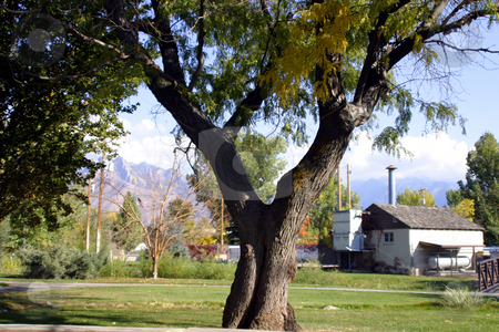 To use this stock image in your creative project, please select the size you need over to the right and click the "Add to Cart" button.
Your downloaded image will come with the Cutcaster watermark removed so don’t worry about the watermark you see on this page. Tree and a Park stock photo, Tree and a Park by the Golf Course by Mehmet Dilsiz