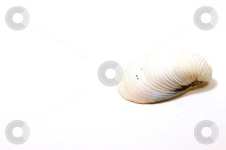 To use this stock image in your creative project, please select the size you need over to the right and click the "Add to Cart" button.
Your downloaded image will come with the Cutcaster watermark removed so don’t worry about the watermark you see on this page. The Seashell stock photo, Seashell Solo by Mehmet Dilsiz