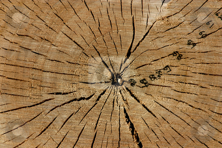 To use this stock image in your creative project, please select the size you need over to the right and click the "Add to Cart" button.
Your downloaded image will come with the Cutcaster watermark removed so don’t worry about the watermark you see on this page. Trunk Close Up stock photo, Close up on a Tree Trunk by Mehmet Dilsiz