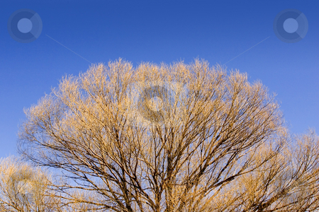 To use this stock image in your creative project, please select the size you need over to the right and click the "Add to Cart" button.
Your downloaded image will come with the Cutcaster watermark removed so don’t worry about the watermark you see on this page. Close up on a Tree in the Spring stock photo, Close up on Tree Branches in Spring by Mehmet Dilsiz