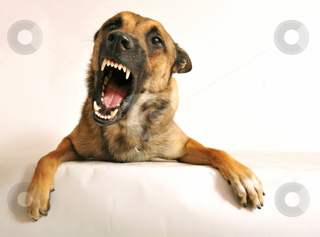 To use this stock image in your creative project, please select the size you need over to the right and click the "Add to Cart" button.
Your downloaded image will come with the Cutcaster watermark removed so don’t worry about the watermark you see on this page. Aggressive dog stock photo, Portrait of a very angry purebred belgian shepherd malinois by Bonzami Emmanuelle