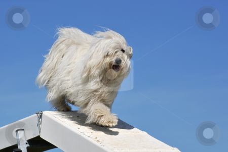 To use this stock image in your creative project, please select the size you need over to the right and click the "Add to Cart" button.
Your downloaded image will come with the Cutcaster watermark removed so don’t worry about the watermark you see on this page. Maltese dog stock photo, Purebred maltese dog in a competition of agility by Bonzami Emmanuelle